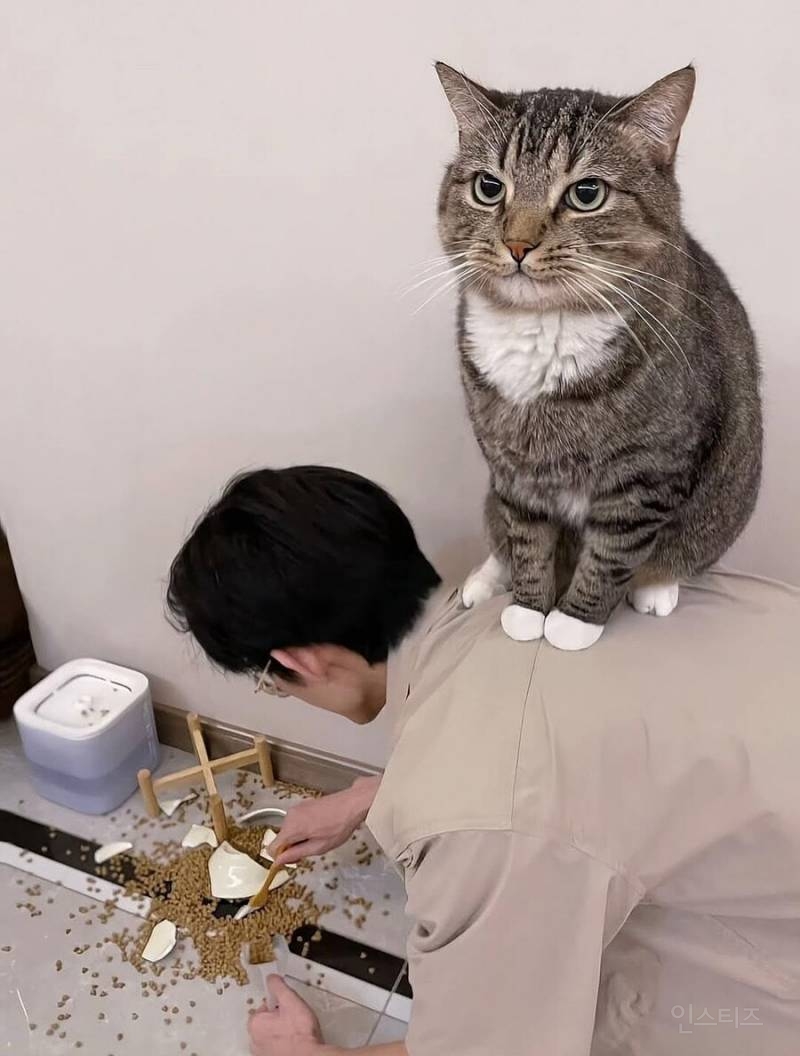 고양이 키우기 현실 요약.jpg | 인스티즈