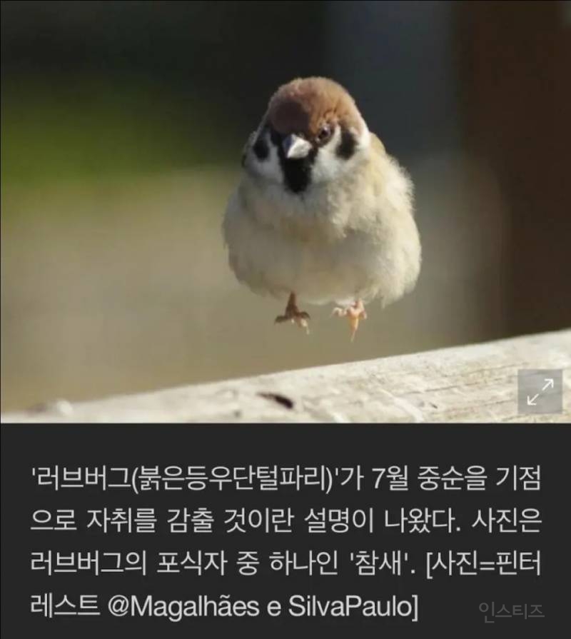 속보) 참새, 러브버그 드디어 먹이로 인식?.jpg | 인스티즈