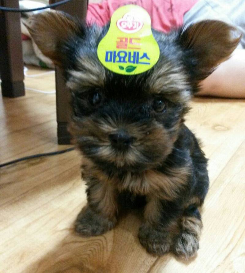 [잡담] 마요걸~ | 인스티즈