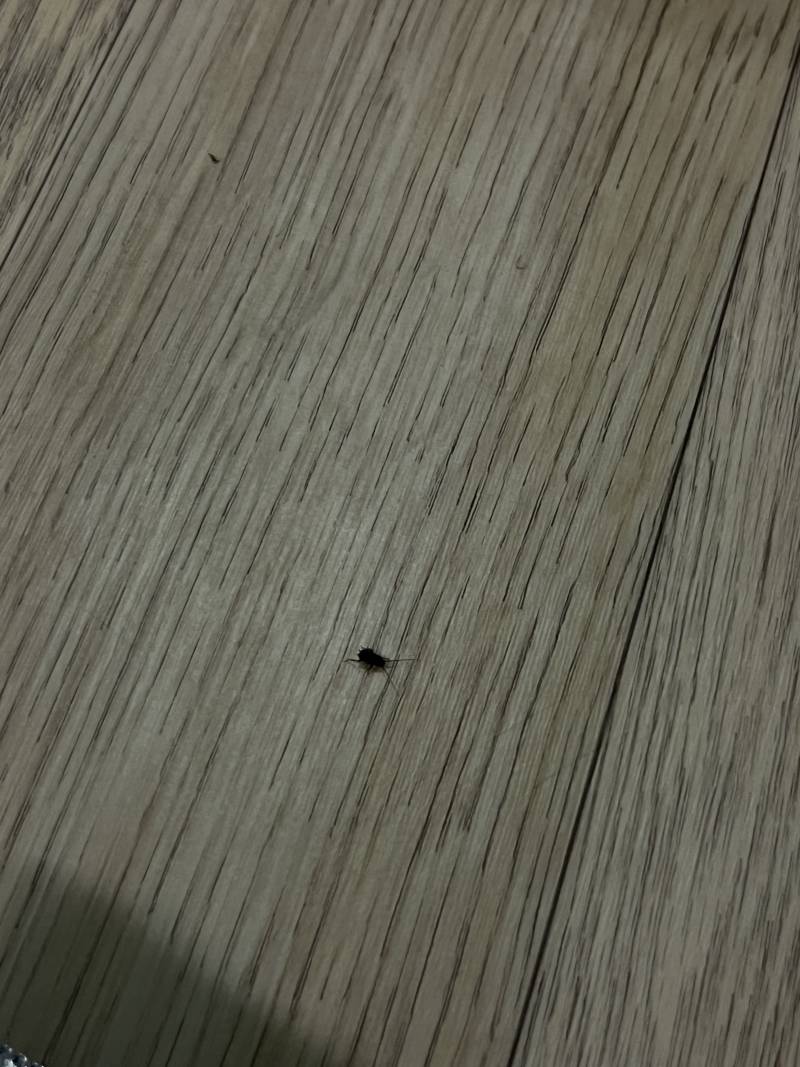 [잡담] 새끼바퀴 6마리째 잡고있음 미취겠네 | 인스티즈