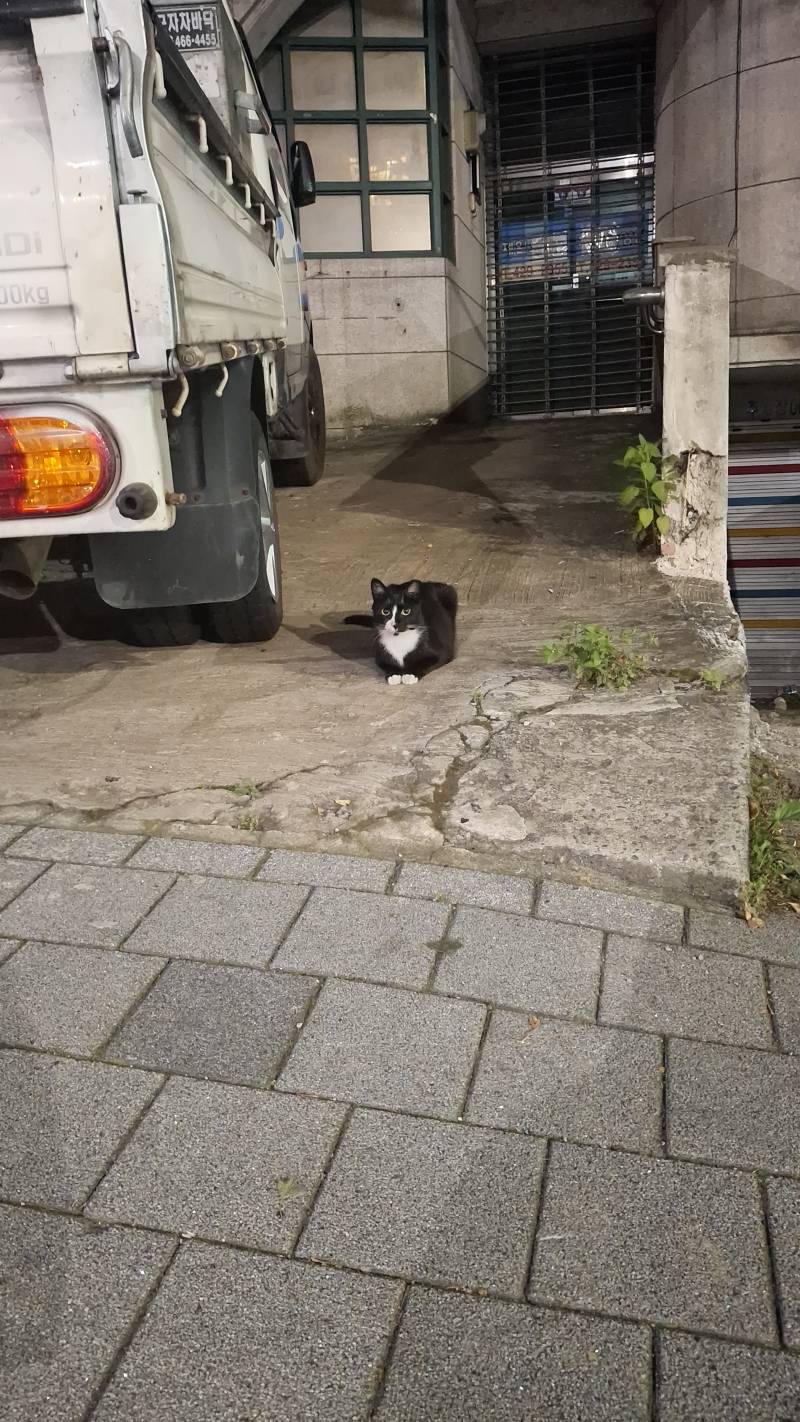 [잡담] 귀여운 냥이 발견 | 인스티즈