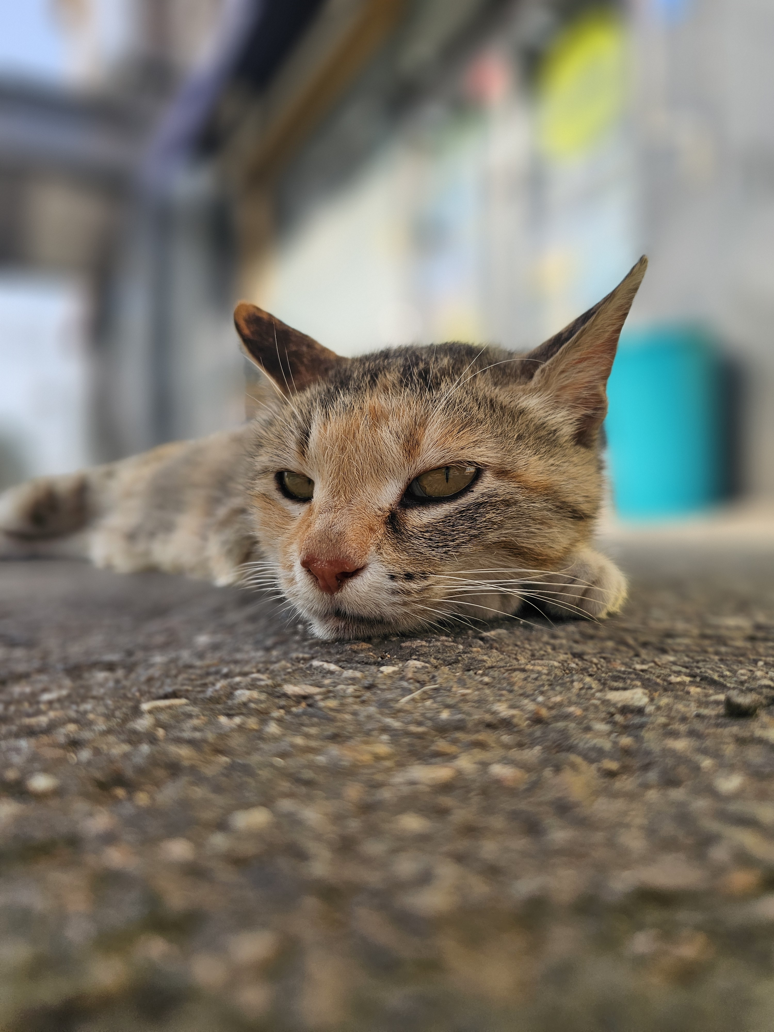 [잡담] 내가 찍은 길냥이 봐죠 | 인스티즈