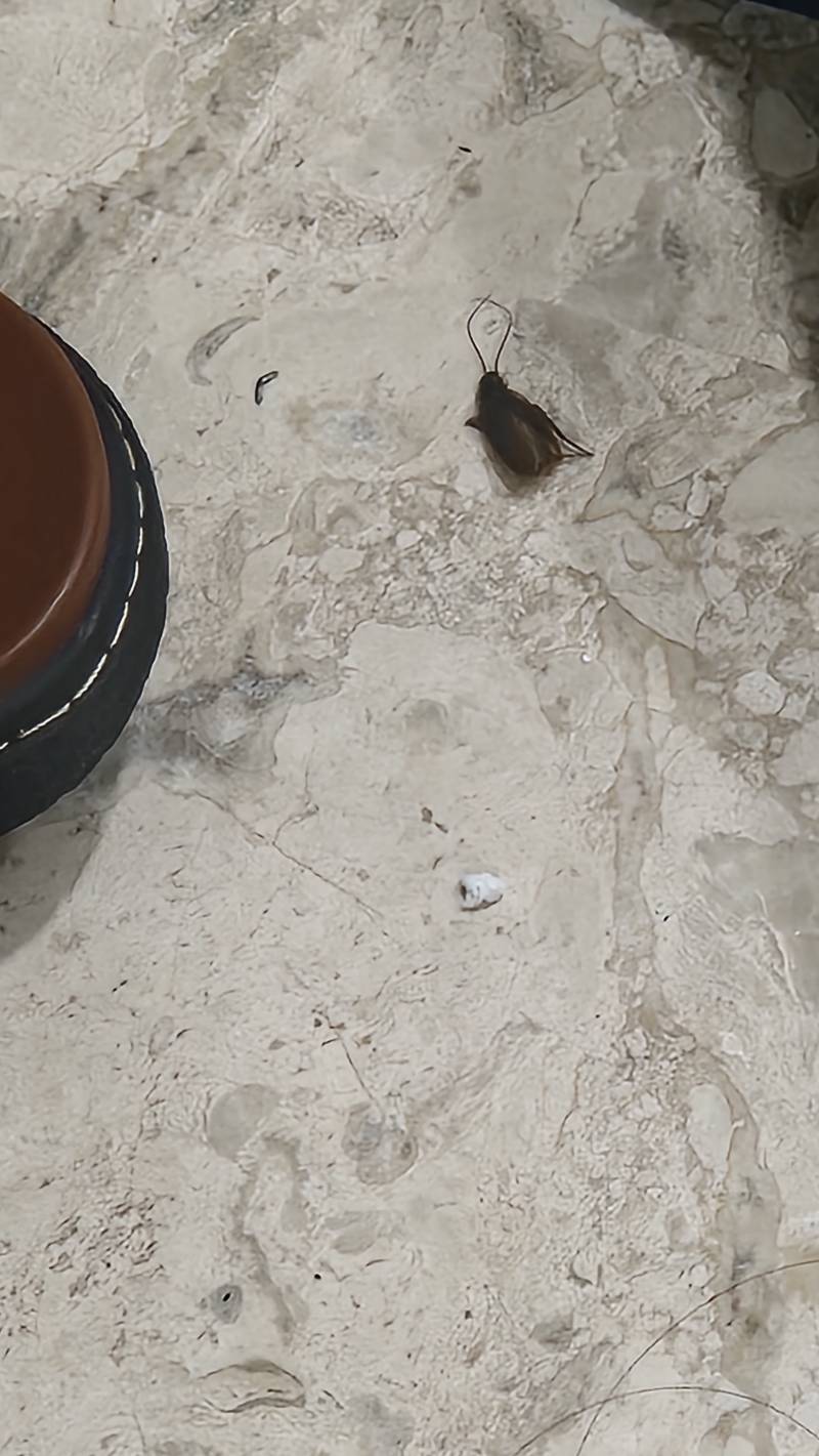 [잡담] ㅎㅇㅈㅇ 살려줘 이거 바퀴시체야?? | 인스티즈