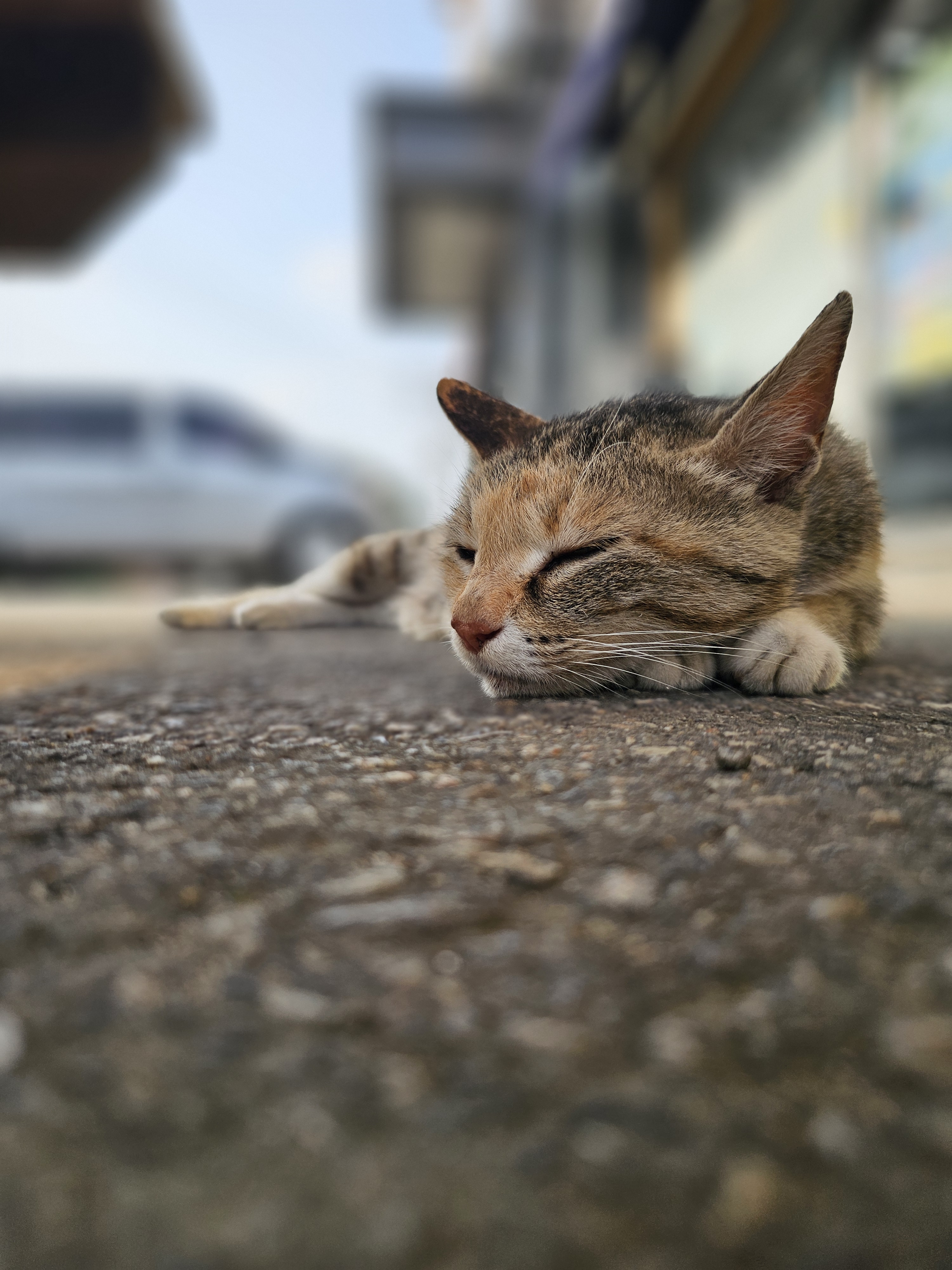 [잡담] 내가 찍은 길냥이 봐죠 | 인스티즈