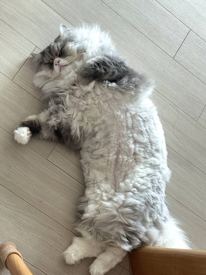 [잡담] 고양이 에어컨 쐬면서 포동포동 낮잠 자는 중 | 인스티즈