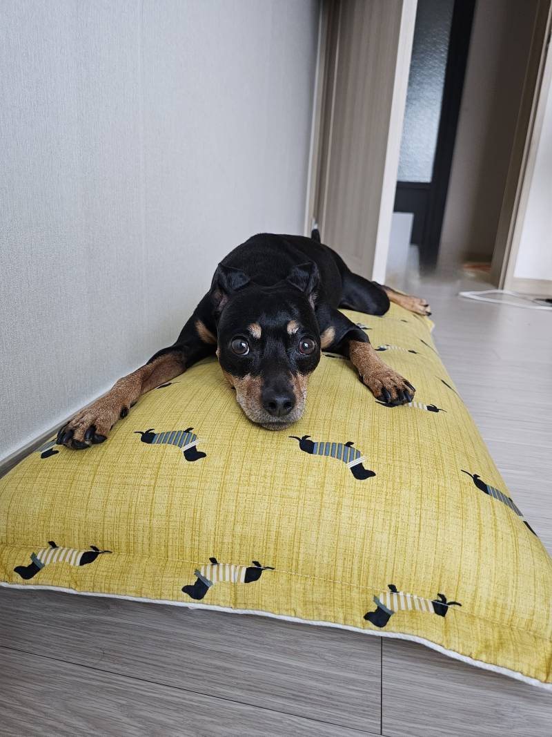 [잡담] 울 집 댕댕이 녹아내려버림.... | 인스티즈