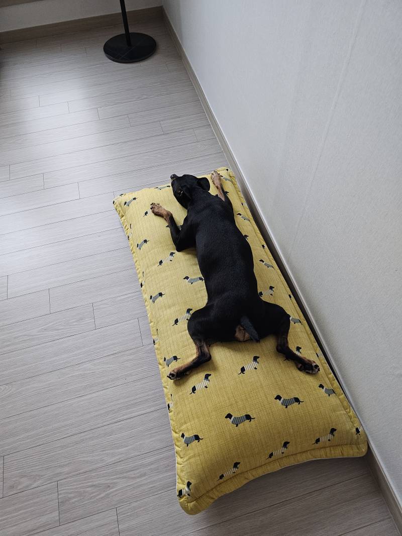 [잡담] 울 집 댕댕이 녹아내려버림.... | 인스티즈