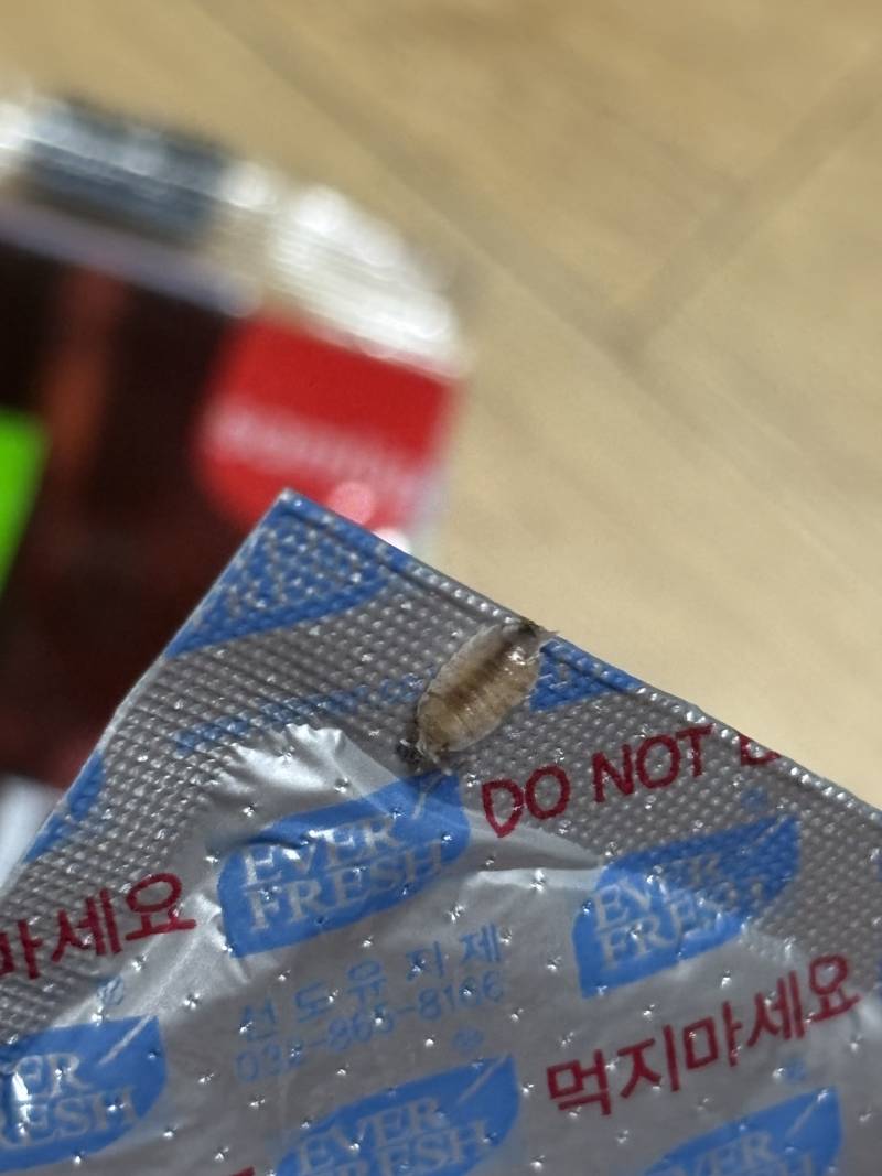 [잡담] 이 벌레 아는 익? (벌레사진주의 | 인스티즈
