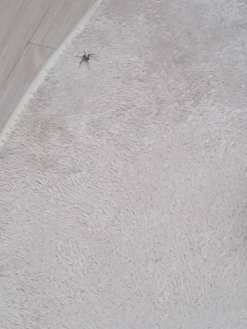 [잡담] 거미...가 찾아왓어.. | 인스티즈