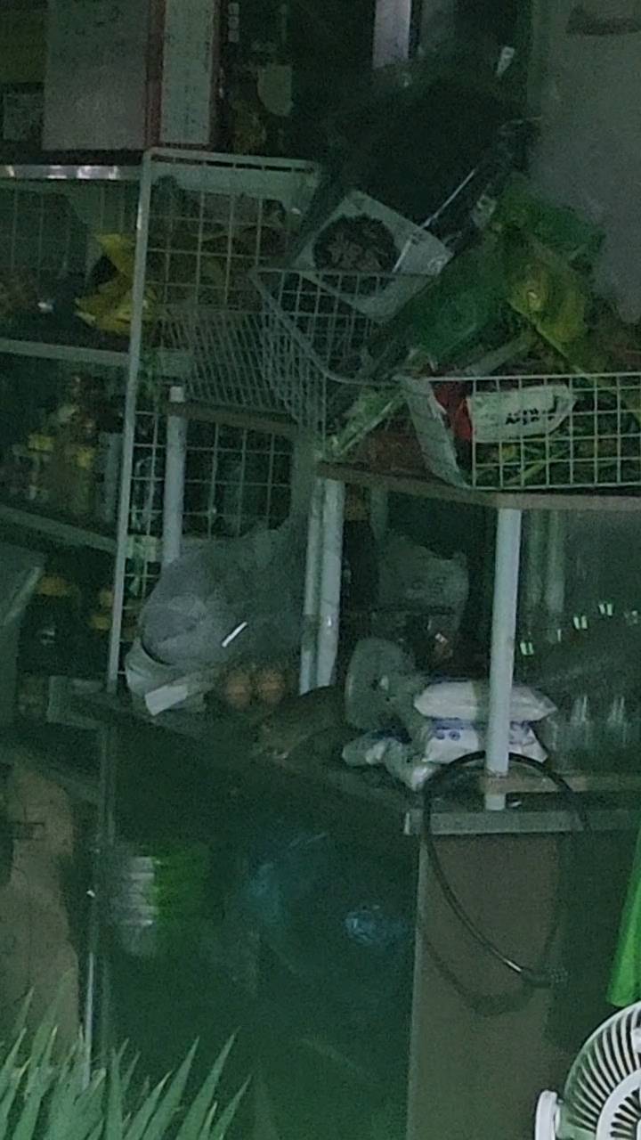 [잡담] 새벽 집가는길 야채가게에서 쥐 봄.. | 인스티즈