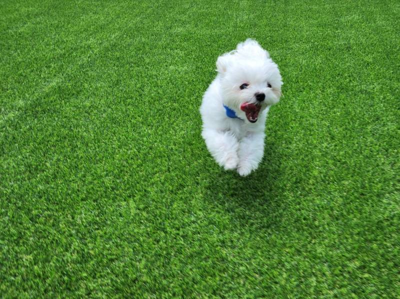 [잡담] 우리집 강아지 유치원 등록했어 | 인스티즈