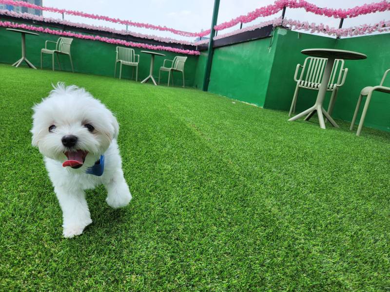 [잡담] 우리집 강아지 유치원 등록했어 | 인스티즈