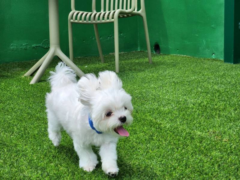 [잡담] 우리집 강아지 유치원 등록했어 | 인스티즈
