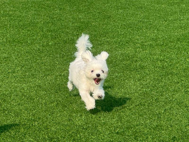 [잡담] 우리집 강아지 유치원 등록했어 | 인스티즈