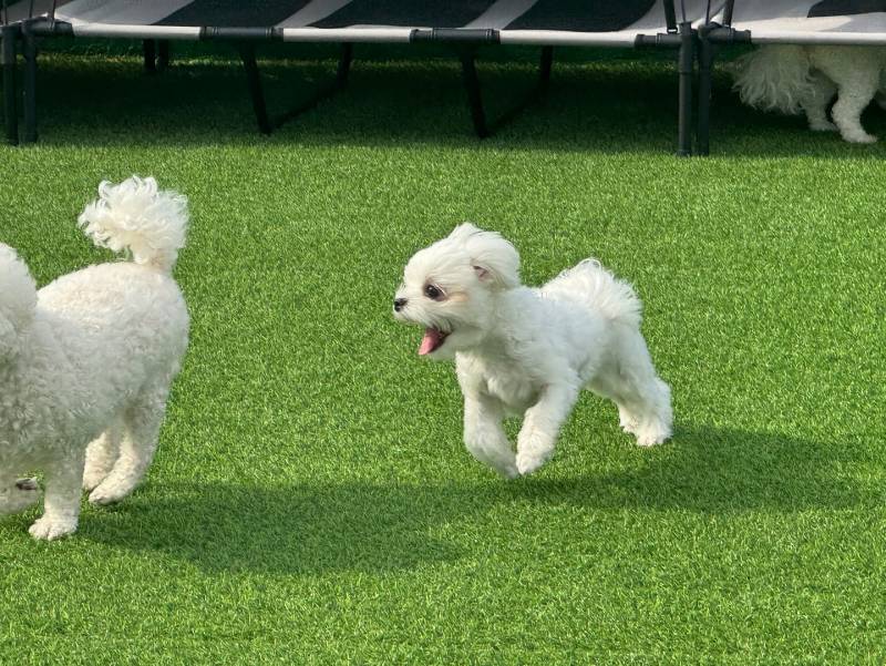 [잡담] 우리집 강아지 유치원 등록했어 | 인스티즈