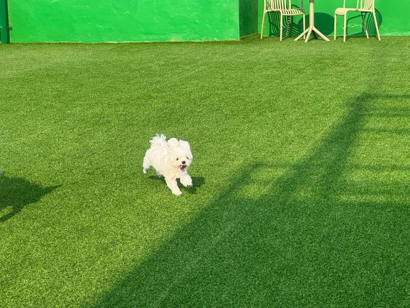 [잡담] 우리집 강아지 유치원 등록했어 | 인스티즈