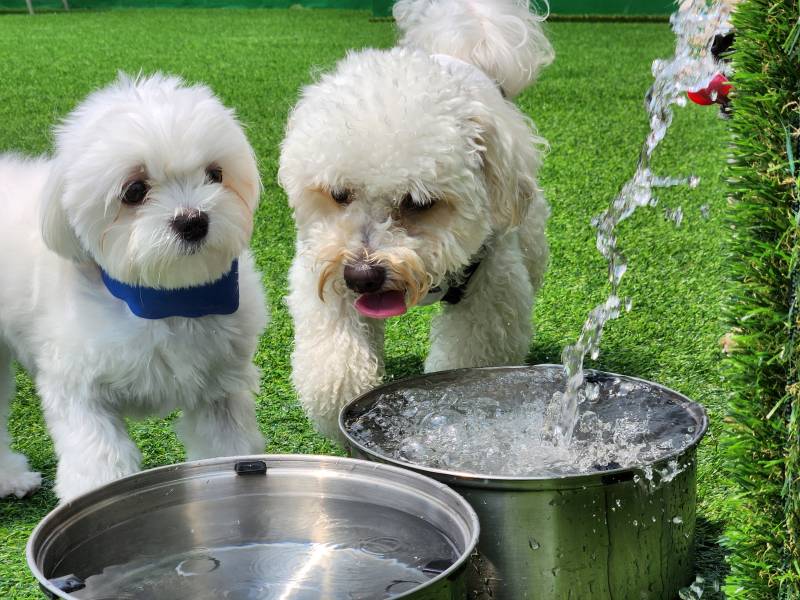 [잡담] 우리집 강아지 유치원 등록했어 | 인스티즈