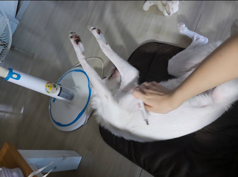 [잡담] 원래 강아지들 배 만지면 슈퍼맨 자세 해? | 인스티즈
