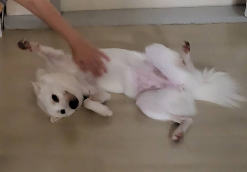 [잡담] 원래 강아지들 배 만지면 슈퍼맨 자세 해? | 인스티즈