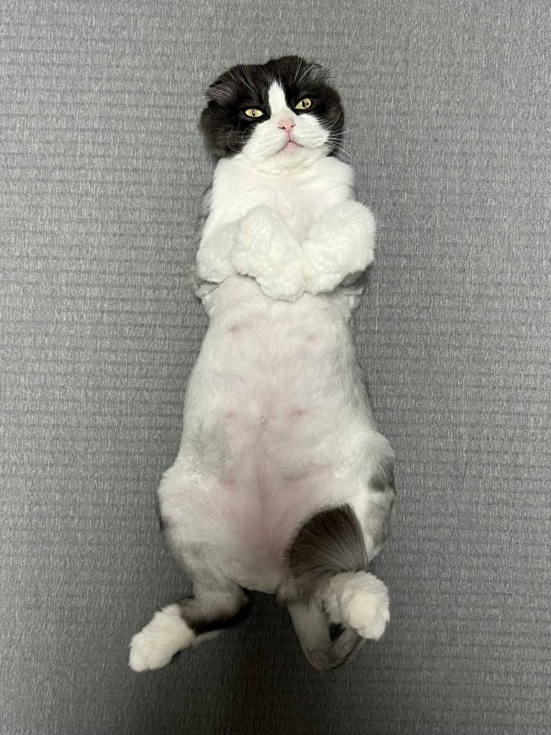 [잡담] 우리집 애옹이도 덥대 | 인스티즈