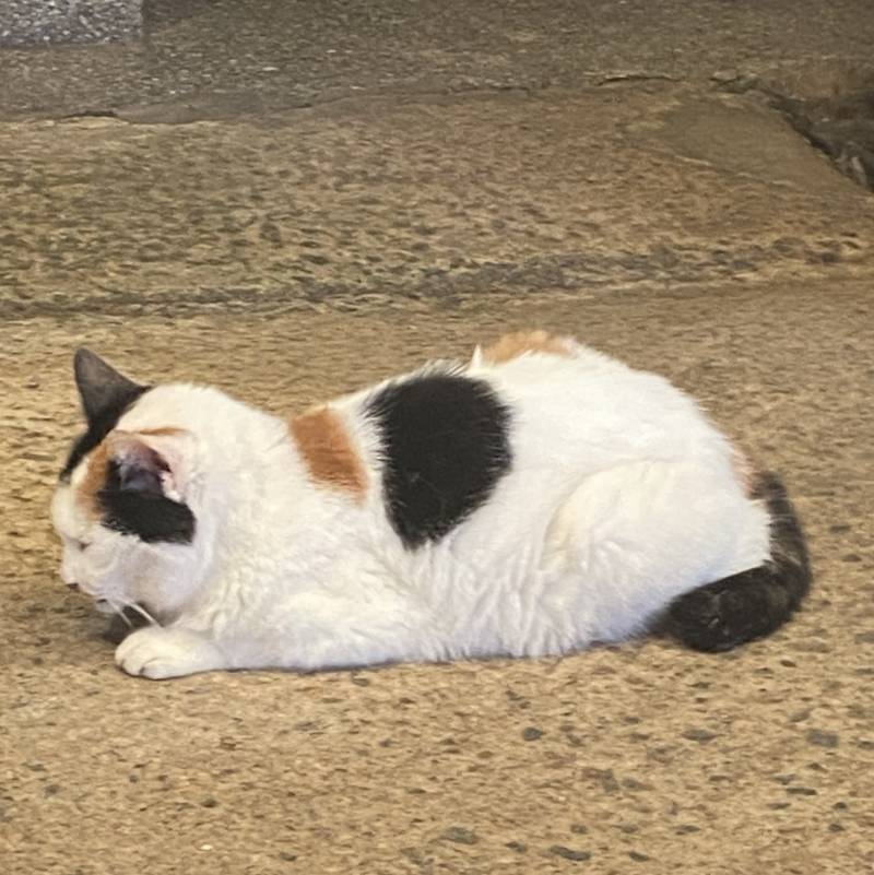 [잡담] 시장 갔는데 냥냥이 있다 | 인스티즈