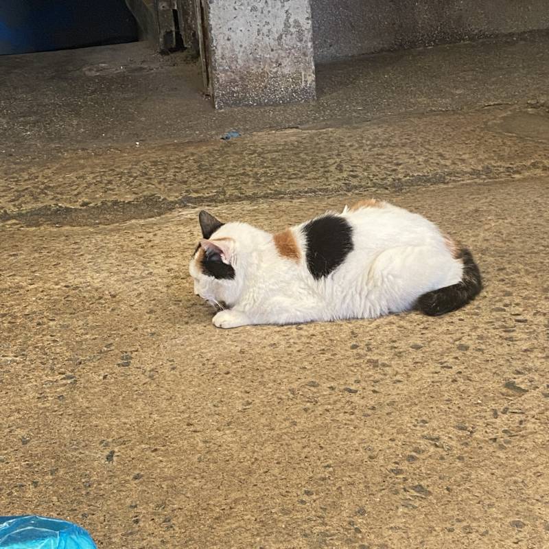 [잡담] 시장 갔는데 냥냥이 있다 | 인스티즈