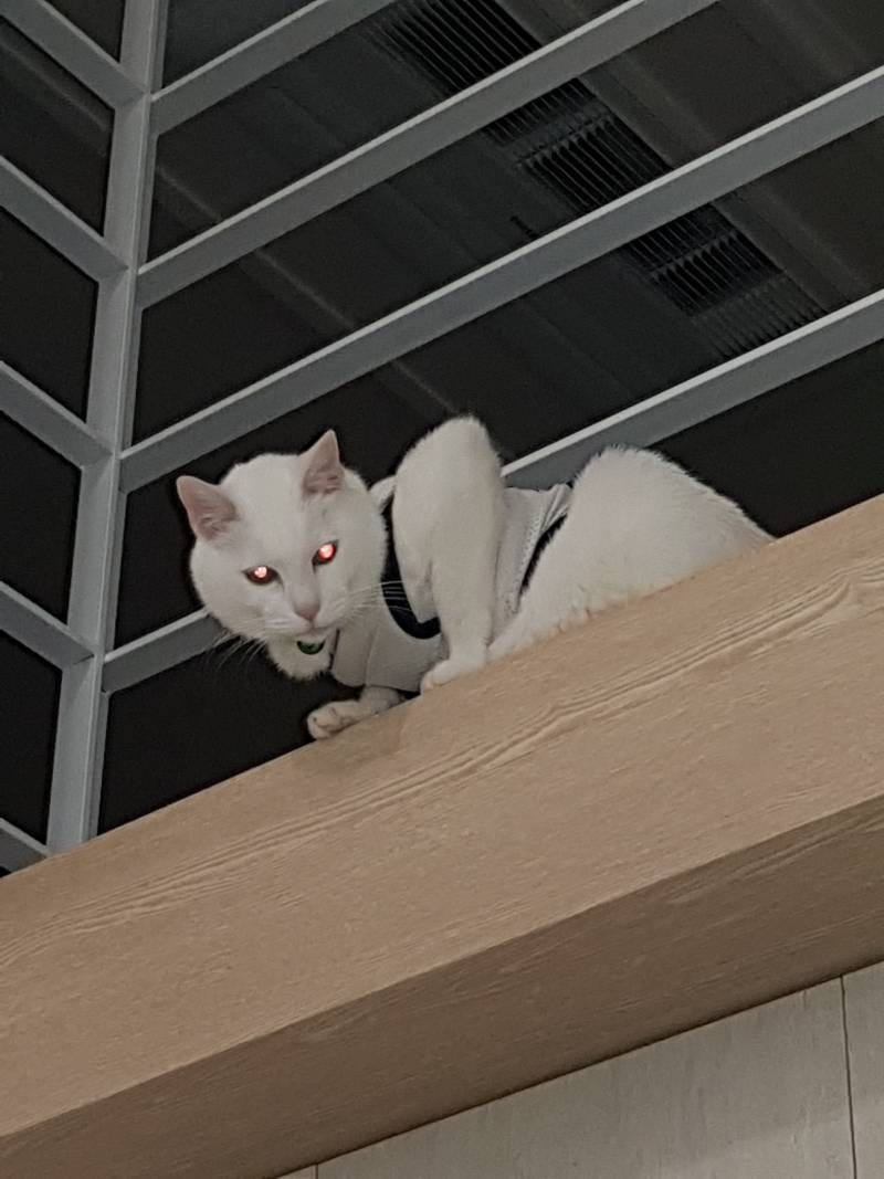 [잡담] 고양이 포스봐 ㅋㅋㅋㅋ ㄷㄷ | 인스티즈