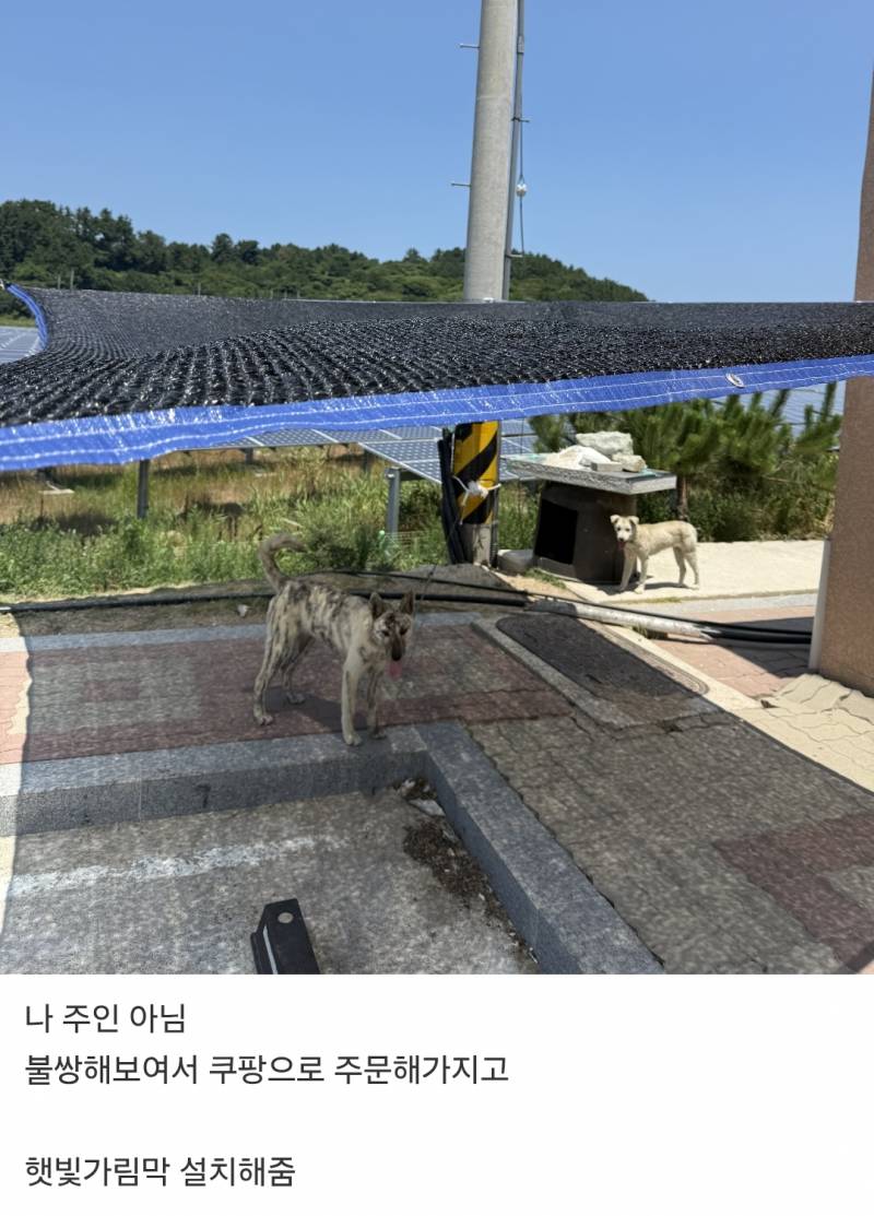 시골개들 가림막 설치완료.jpg | 인스티즈