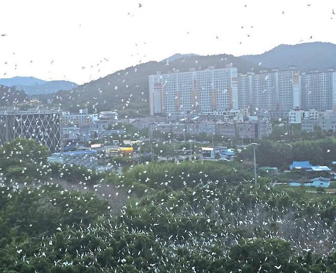 "더는 못 살겠다"…아파트 점령한 수천마리 백로떼, 무슨 일? | 인스티즈