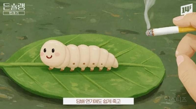 한국에서 번데기는 언제부터 먹었을까?jpg | 인스티즈