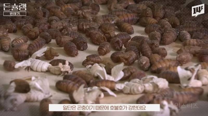 한국에서 번데기는 언제부터 먹었을까?jpg | 인스티즈