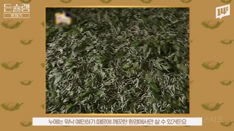 한국에서 번데기는 언제부터 먹었을까?jpg | 인스티즈