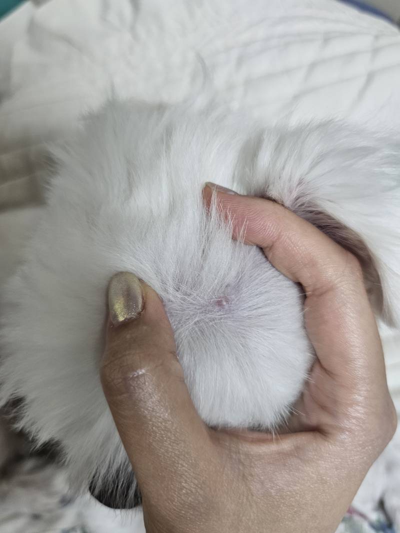 [잡담] 강아지 머리에 뭐가 났는데 이게 뭘까 | 인스티즈
