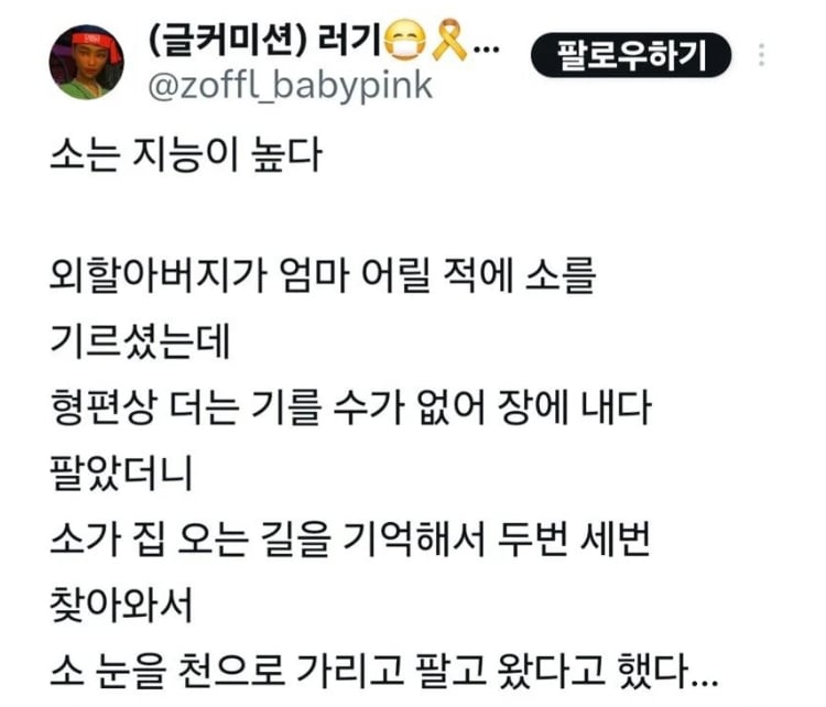 소는 영리하다.jpg | 인스티즈