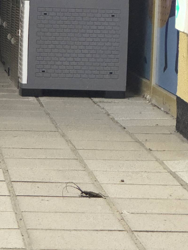 [잡담] (벌레사진 有) 벌레 잘알들아 이거 대체 뭔 벌레야.. | 인스티즈