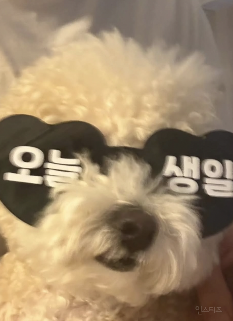 아직도 반려견과 싸운다는 38개월 남배우 .jpg | 인스티즈