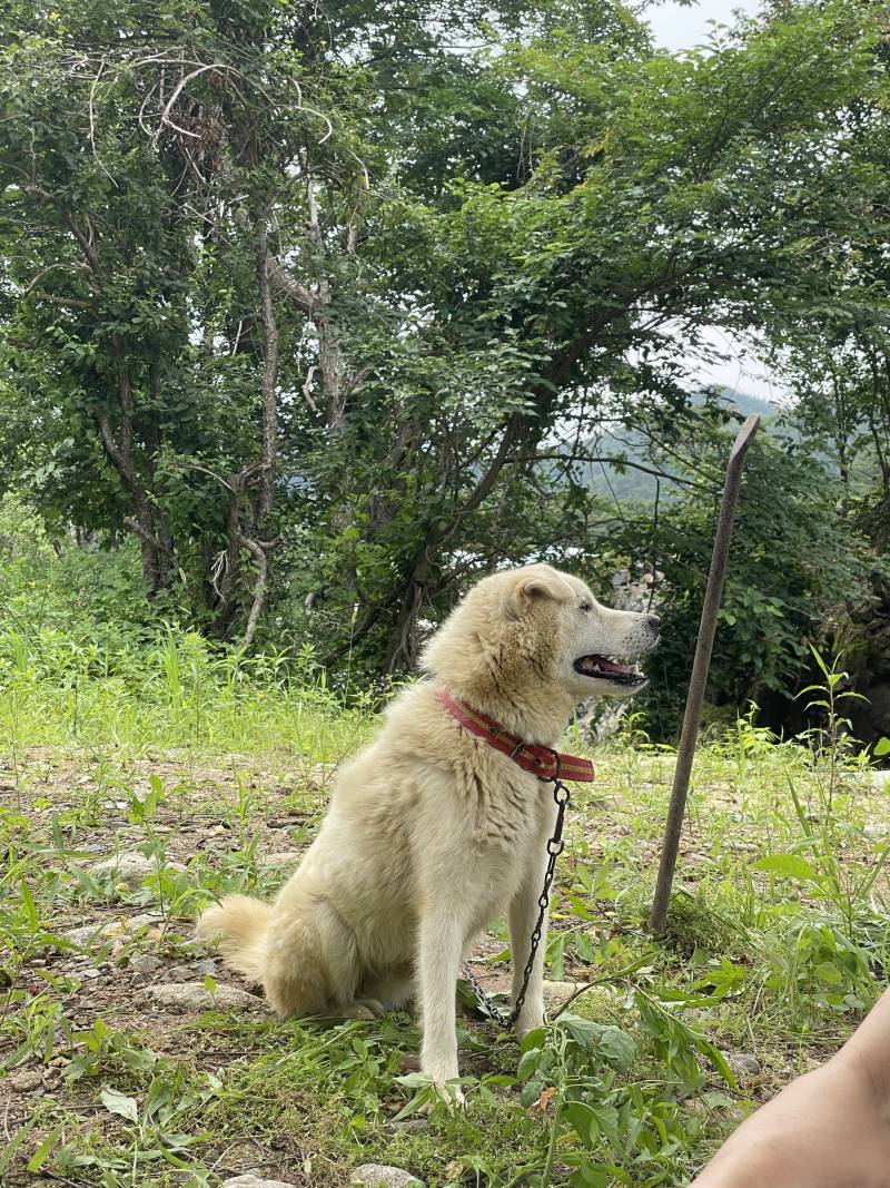 [잡담] 지인 시골강아지 간식 추천해줘 | 인스티즈