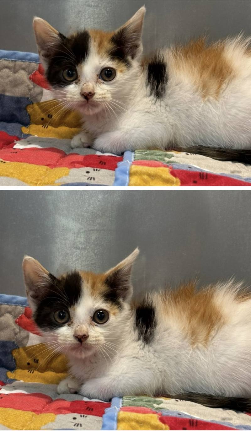 [잡담] 냥이 데리러 가는중인데 이름 뭐로지을까..? | 인스티즈