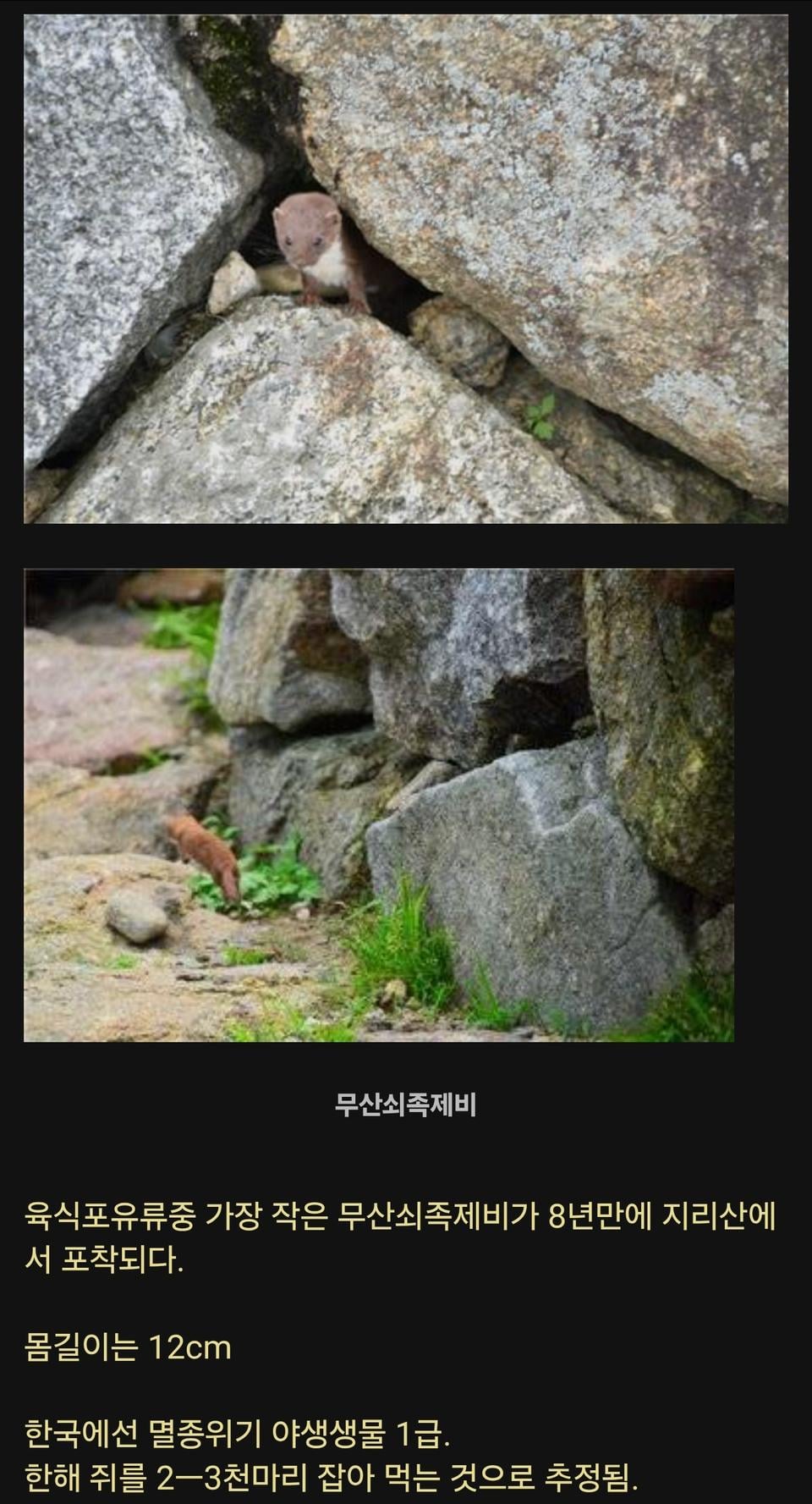 8년만에 지리산에서 발견된 희귀동물.jpg | 인스티즈