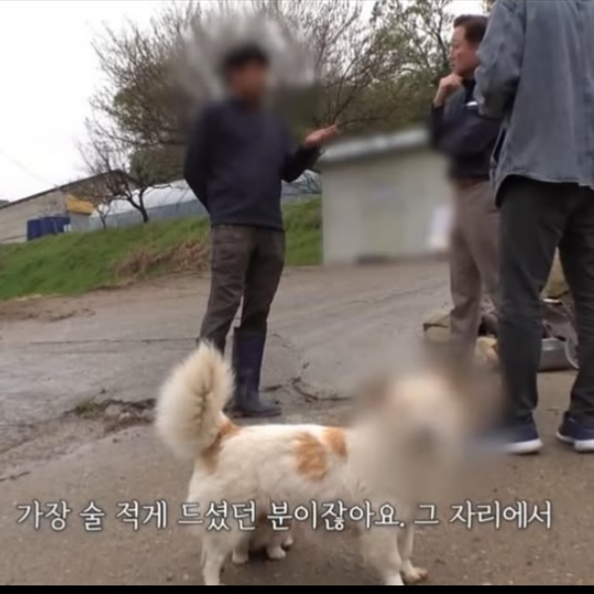 [잡담] 꼬꼬무에서 강아지 얼굴 모자이크한 거 왤케 웃기지 ㅋㅋㅋㅋㅋㅋㅋ | 인스티즈