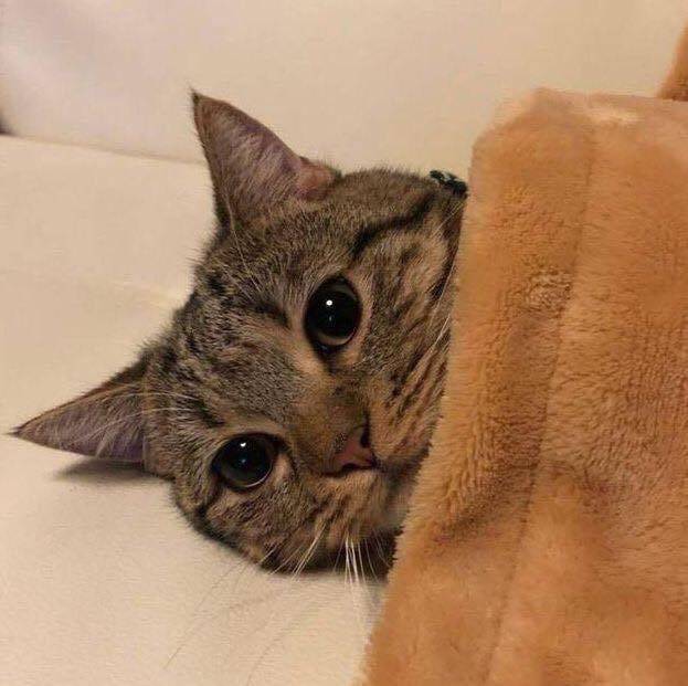 [잡담] 익들은 고양이 무늬 최애 머임 | 인스티즈
