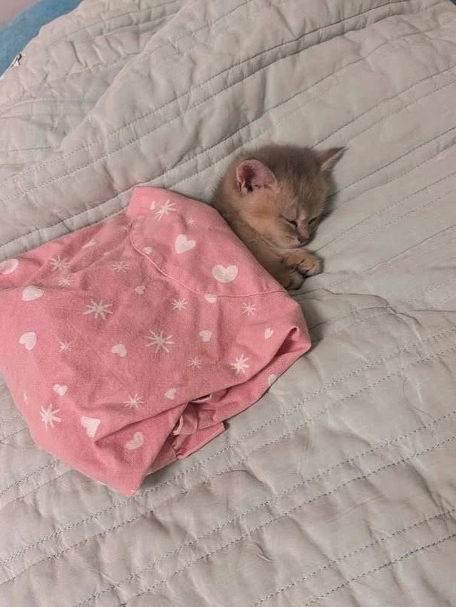 [잡담] 내 탐라는 원빈 다 집사덕질함ㅋㅋㅋㅋ | 인스티즈