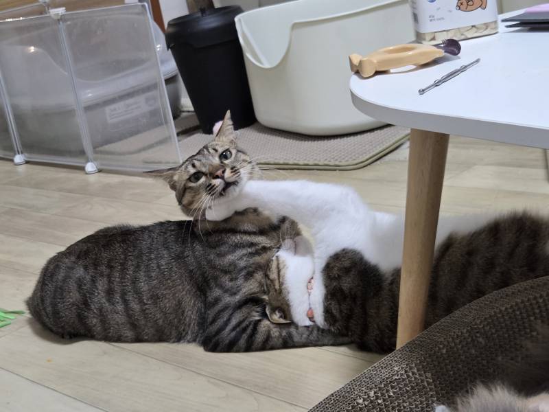 고양이) [잡담] 우리집 삼냥이를 소개한다냥😼 | 인스티즈