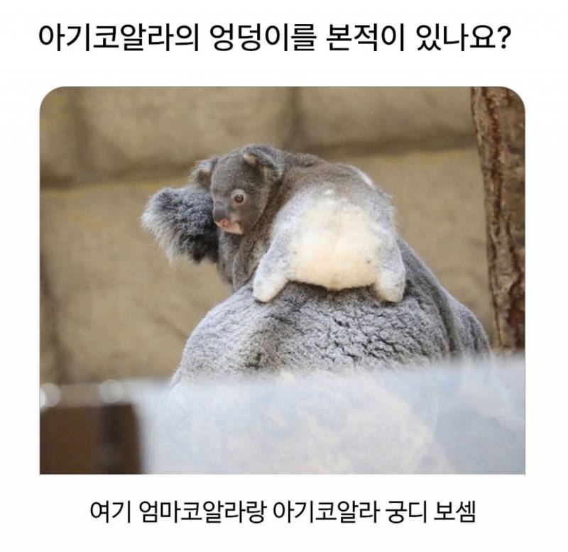 아기코알라의 엉덩이를 본적이 있나요? | 인스티즈