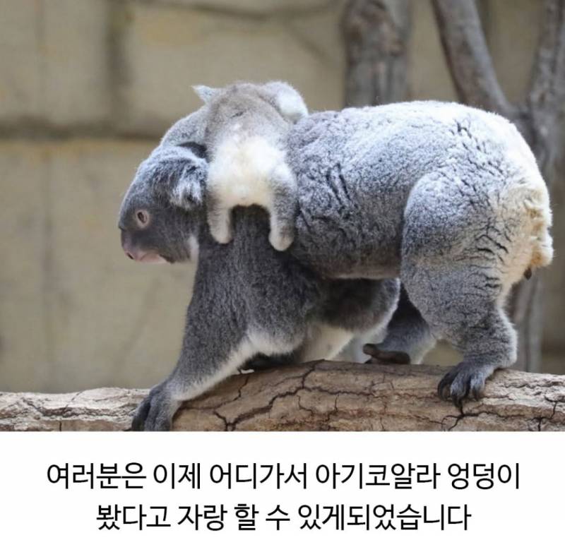 아기코알라의 엉덩이를 본적이 있나요? | 인스티즈