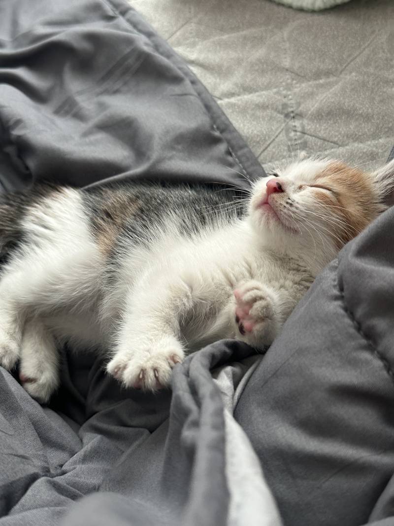[잡담] 아기고양이 구조해서 입양 보냈다가 파양당했는데ㅠㅠㅠ | 인스티즈