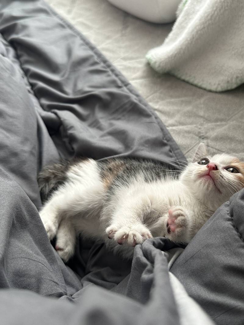 [잡담] 아기고양이 구조해서 입양 보냈다가 파양당했는데ㅠㅠㅠ | 인스티즈