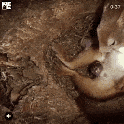 🐿엄마 다람쥐의 출산.gif | 인스티즈