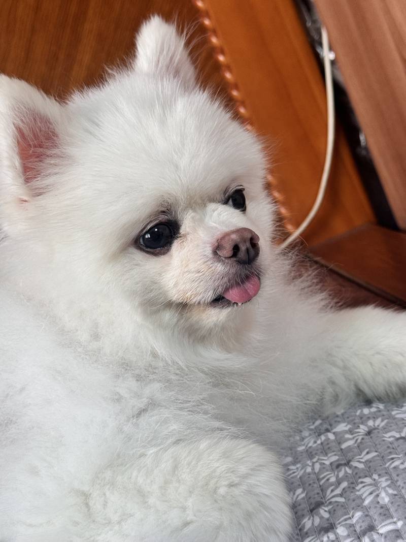 [잡담] 우리집 아가 목욕했어유 ... | 인스티즈