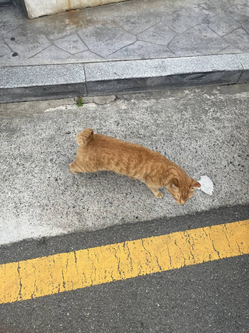 [잡담] 헐 얘가 나한테 부비부비했어 | 인스티즈